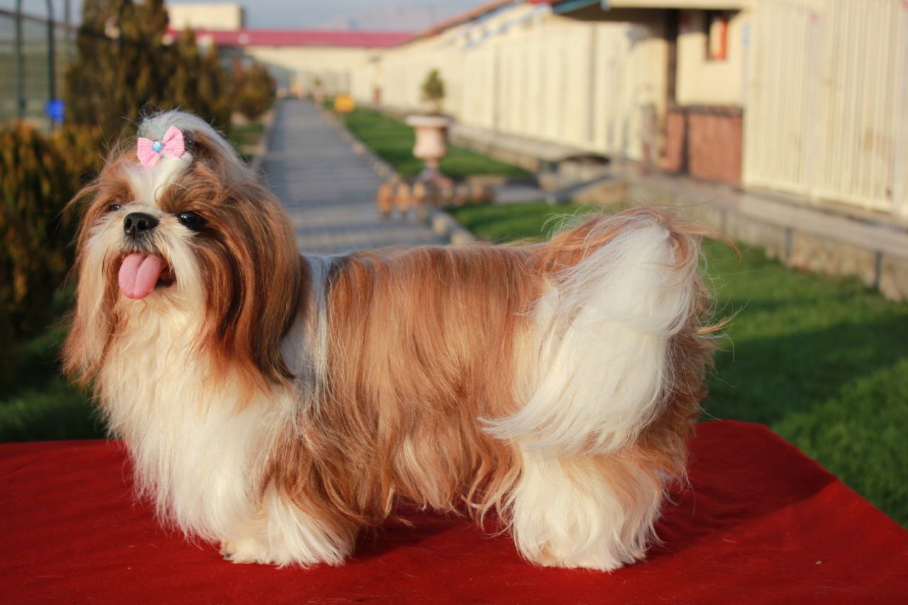 مولد نژاد شیتزو پرسیک